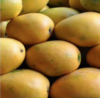 Banganapalli (Badami) Mango 3kg - offers